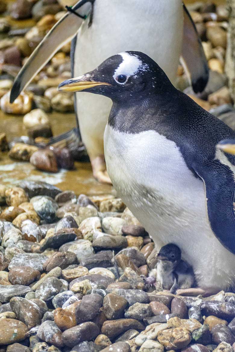 Eselspinguin mit einem drei Tage jungen Küken am 21. Juli 2021 im Pinguin-Haus im Wuppertaler Zoo