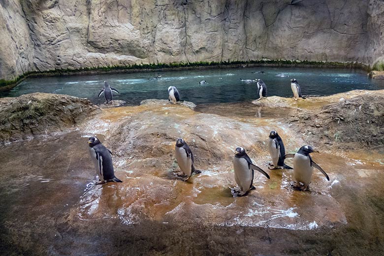 Eselspinguine am 20. November 2021 im Pinguin-Haus im Grünen Zoo Wuppertal