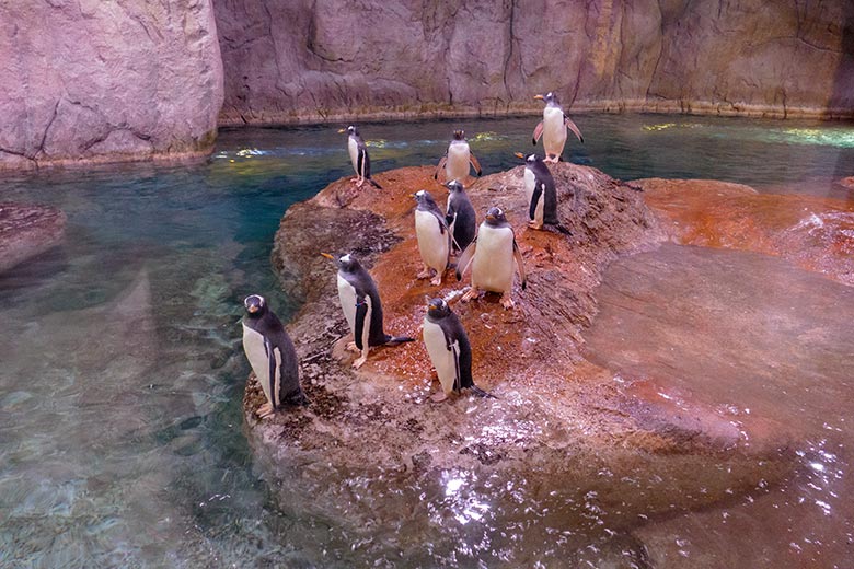 Eselspinguine im neuen UV-Licht am 22. Februar 2022 im Pinguin-Haus im Zoo Wuppertal