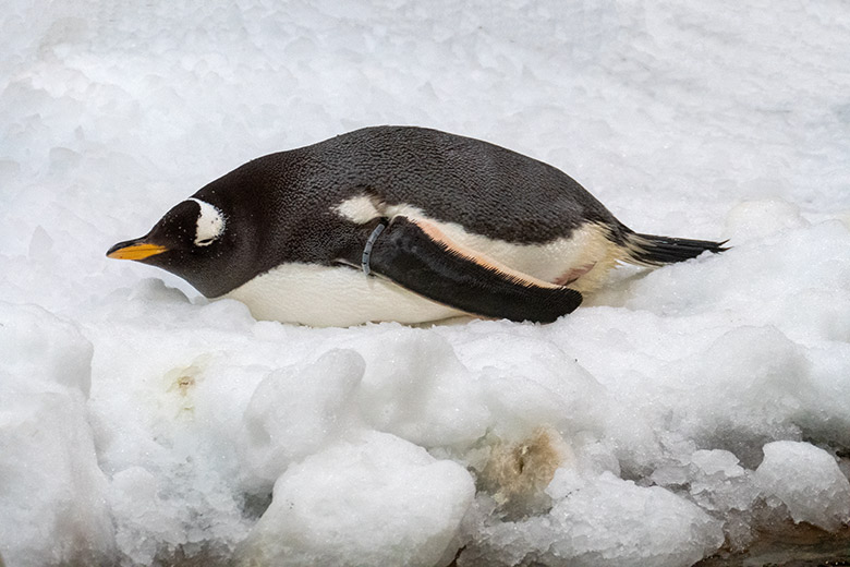 Eselspinguin auf einem Eishaufen am 17. Mai 2022 im Pinguin-Haus im Grünen Zoo Wuppertal