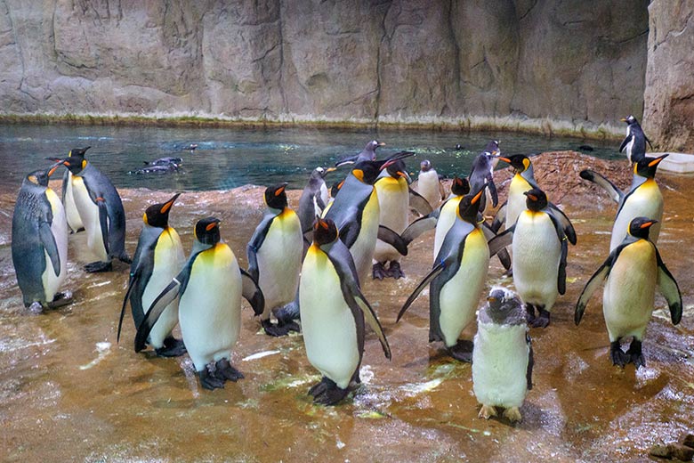 Eselspinguin vor Königspinguinen am 28. Juli 2022 im Pinguin-Haus im Grünen Zoo Wuppertal
