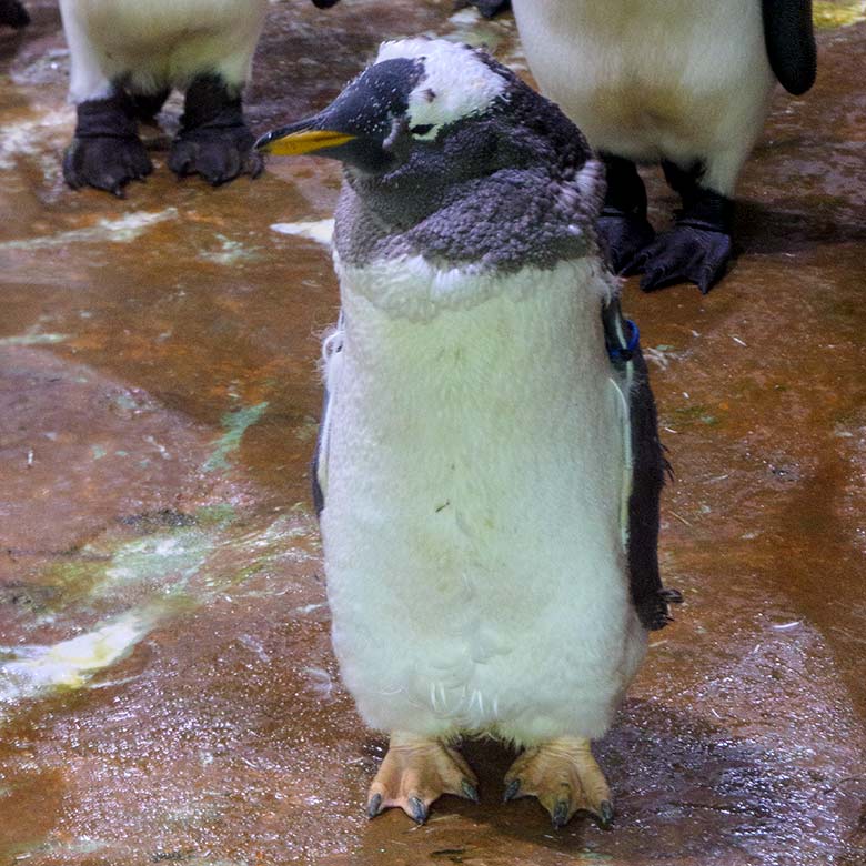 Eselspinguin in der Mauser am 28. Juli 2022 im Pinguin-Haus im Zoologischen Garten Wuppertal