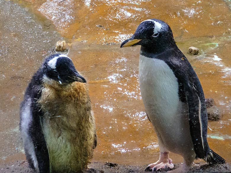 Das am 12. Juni 2022 geschlüpfte Eselspinguin-Jungtier mit einem Eselspinguin-Eltern-Tier am 1. August 2022 im Pinguin-Haus im Wuppertaler Zoo