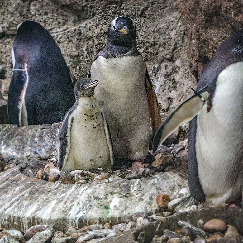 Eselspinguin mit Jungtier am 23. August 2022 im Pinguin-Haus im Wuppertaler Zoo