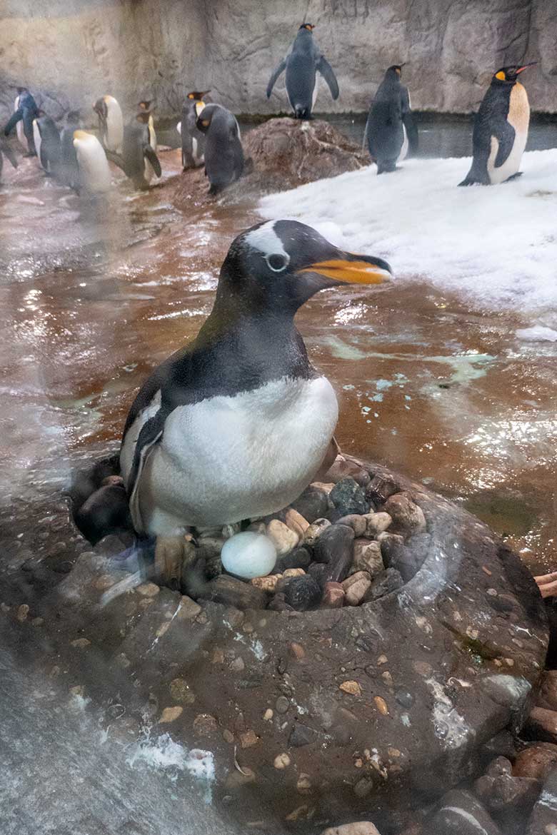 Brütender Eselspinguin am 1. Mai 2023 im Pinguin-Haus im Wuppertaler Zoo