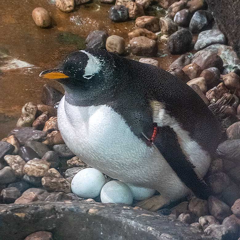 Eselspinguin mit drei Eiern am 9. Mai 2023 im Pinguin-Haus im Grünen Zoo Wuppertal