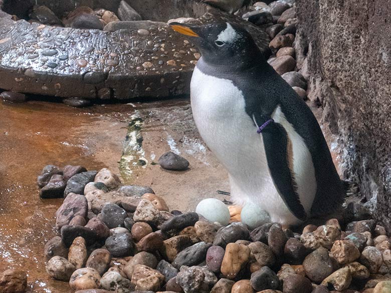 Eselspinguin mit zwei Eiern am 12. Mai 2023 im Pinguin-Haus im Grünen Zoo Wuppertal