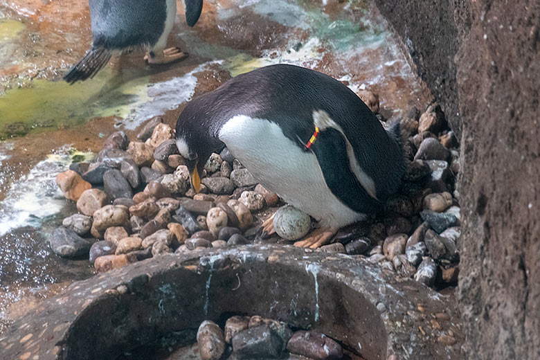 Eselspinguin mit einem Ei am 24. Mai 2023 im Pinguin-Haus im Grünen Zoo Wuppertal