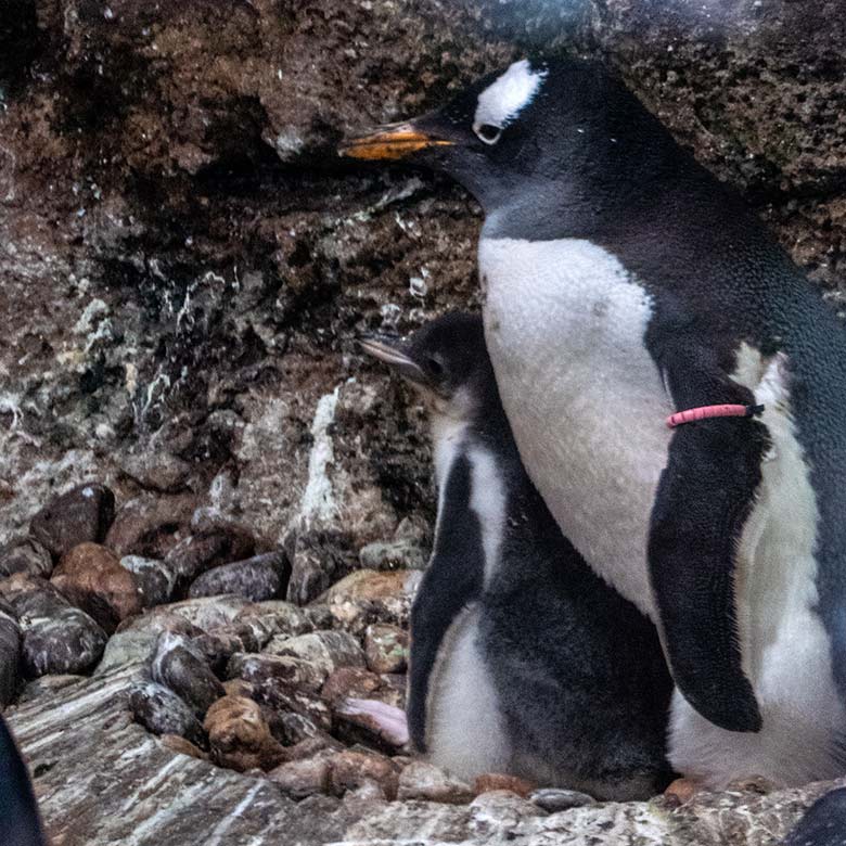 Eselspinguin mit Jungtier am 15. Juni 2023 im Pinguin-Haus im Grünen Zoo Wuppertal