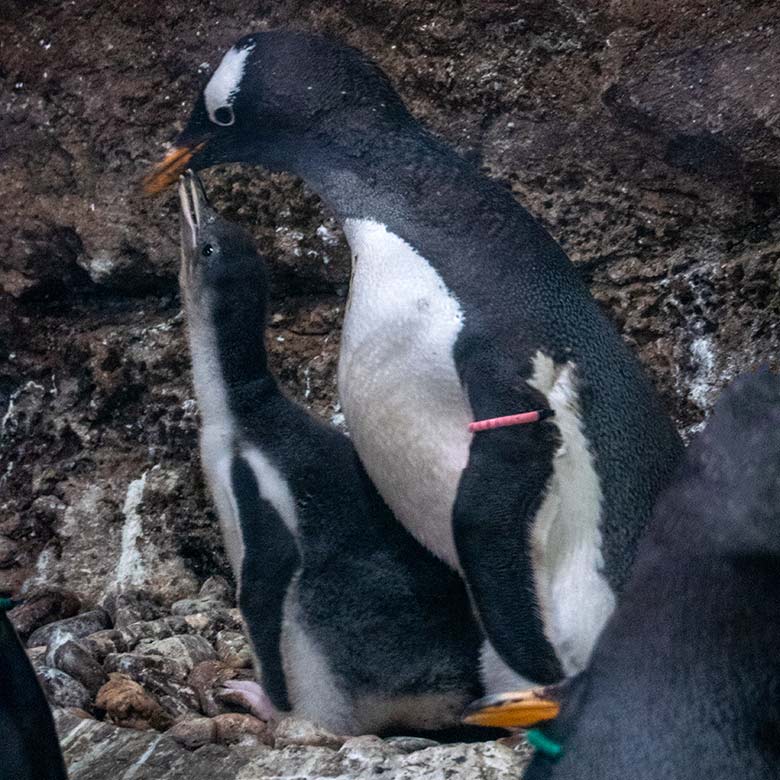 Eselspinguin mit Jungtier am 15. Juni 2023 im Pinguin-Haus im Wuppertaler Zoo