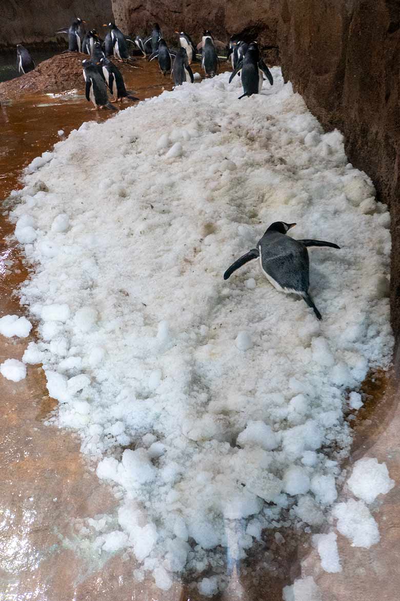 Eselspinguin auf Eis am 22. November 2023 im Pinguin-Haus im Grünen Zoo Wuppertal
