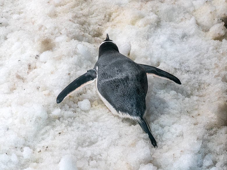 Eselspinguin auf Eis am 22. November 2023 im Pinguin-Haus im Wuppertaler Zoo