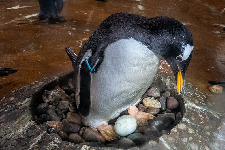 Eselspinguin mit Ei im Nest am 17. April 2024 hinter der Glasscheibe im Pinguin-Haus im Grünen Zoo Wuppertal