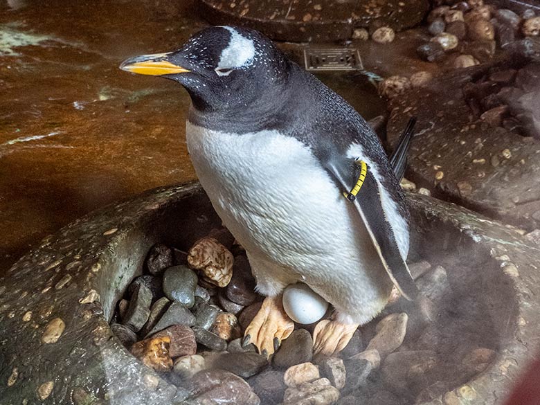 Eselspinguin mit Ei im Nest am 17. April 2024 hinter der Glasscheibe im Pinguin-Haus im Zoologischen Garten Wuppertal