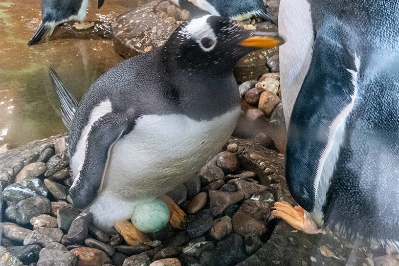 Eselspinguin mit Ei im Nest am 17. April 2024 hinter der Glasscheibe im Pinguin-Haus im Zoo Wuppertal