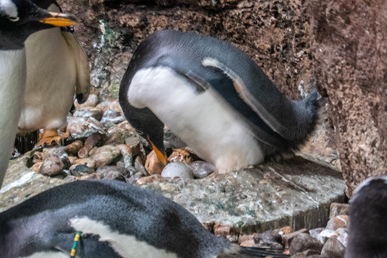 Eselspinguin mit Ei im Nest am 17. April 2024 hinten an der Wand im Pinguin-Haus im Wuppertaler Zoo