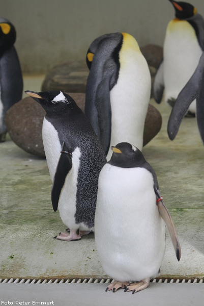 Eselspinguine im Zoologischen Garten Wuppertal im Januar 2009 (Foto Peter Emmert)