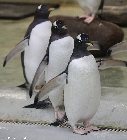 Eselspinguine in der Übergangsanlage im Wuppertaler Zoo im Februar 2009 (Foto Peter Emmert)