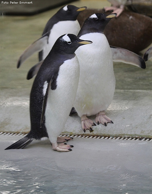 Eselspinguine im Zoo Wuppertal im Februar 2009 (Foto Peter Emmert)