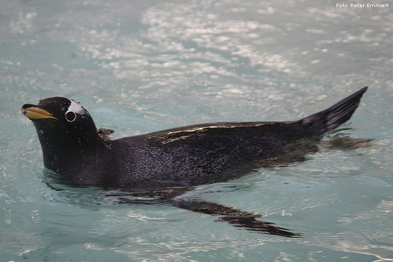 Eselspinguin im Wuppertaler Zoo im Februar 2009 (Foto Peter Emmert)