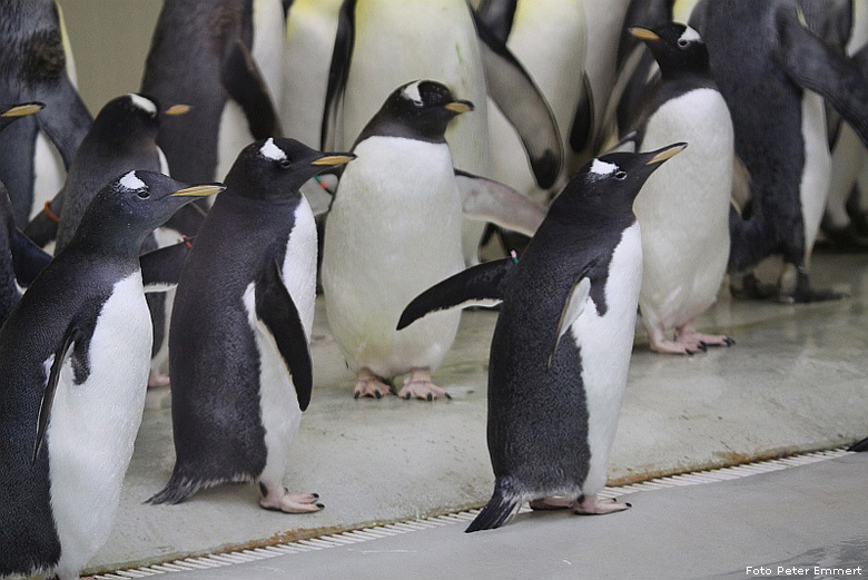 Eselspinguine im Zoo Wuppertal im Februar 2009 (Foto Peter Emmert)