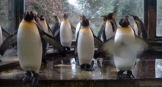 Königspinguine im Wuppertaler Zoo im Oktober 2002