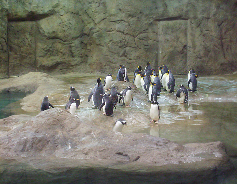 Neue Pinguin-Anlage im Zoologischen Garten Wuppertal am 23. März 2009