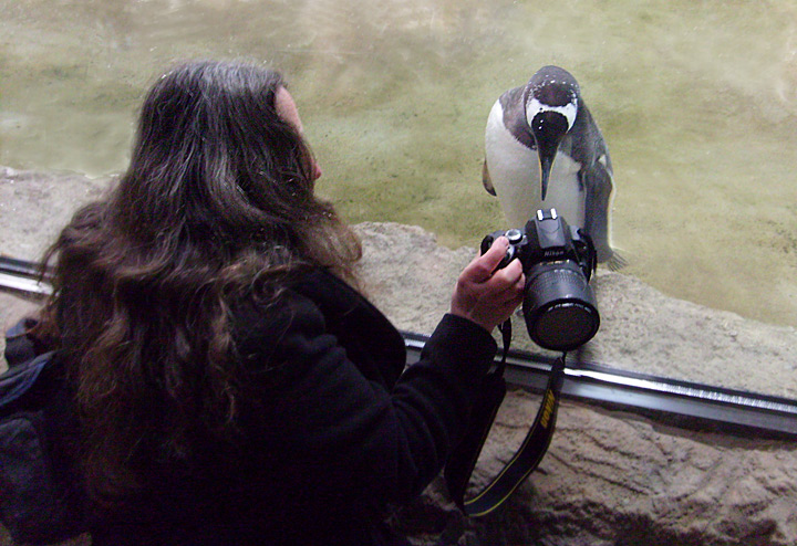 Neue Pinguin-Anlage im Wuppertaler Zoo am 23. März 2009