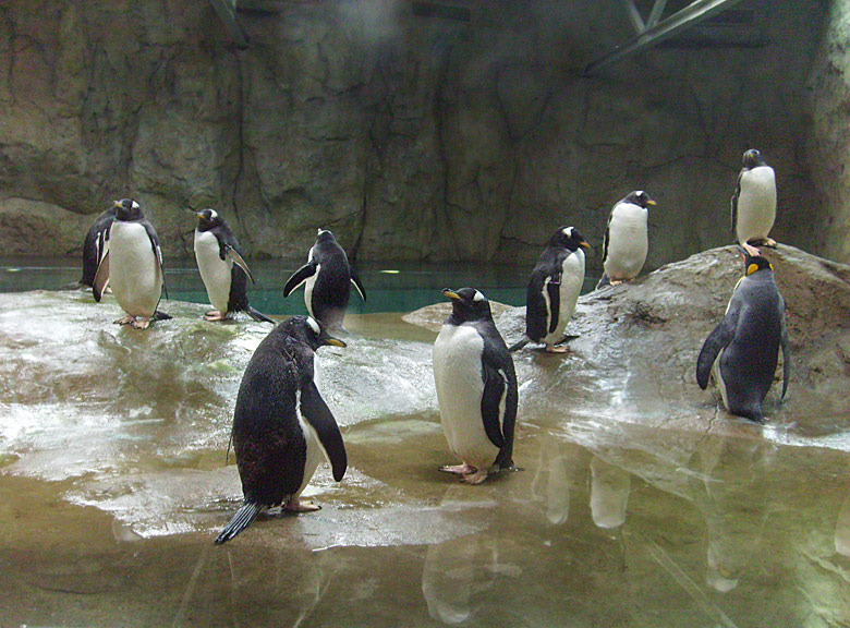 Neue Pinguin-Anlage im Zoo Wuppertal am 23. März 2009