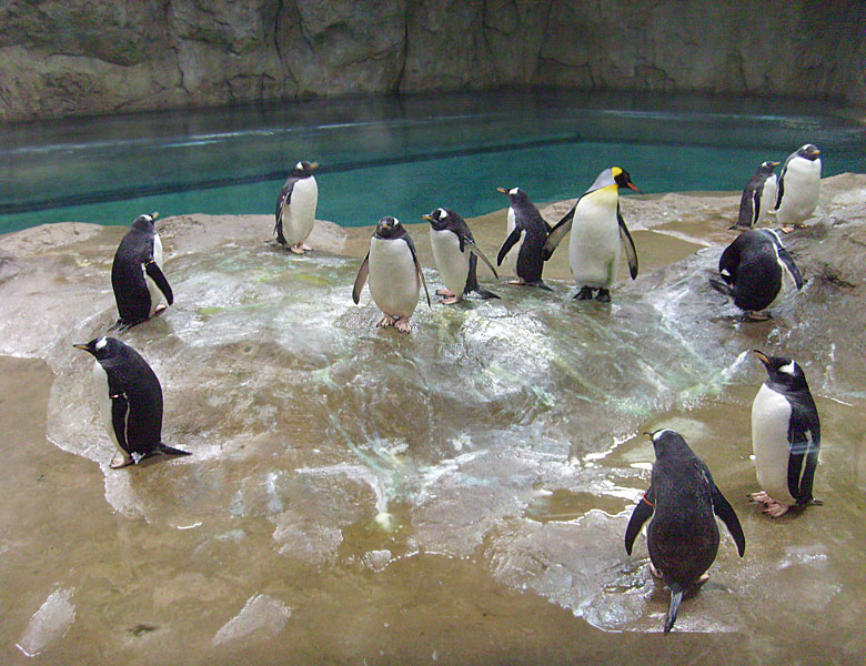 Neue Pinguin-Anlage im Zoologischen Garten Wuppertal am 23. März 2009