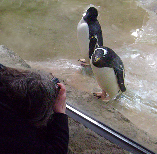 Neue Pinguin-Anlage im Zoo Wuppertal am 23. März 2009