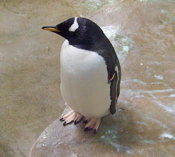 Neue Pinguin-Anlage im Wuppertaler Zoo am 23. März 2009