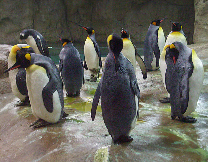 Neue Pinguin-Anlage im Zoo Wuppertal am 23. März 2009