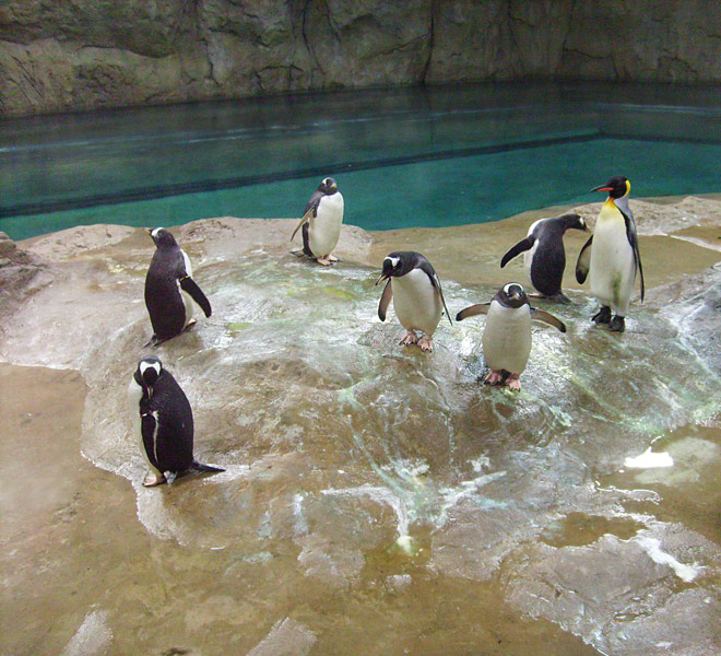 Neue Pinguin-Anlage im Zoologischen Garten Wuppertal am 23. März 2009