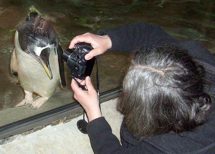 Neue Pinguin-Anlage im Zoologischen Garten Wuppertal am 23. März 2009