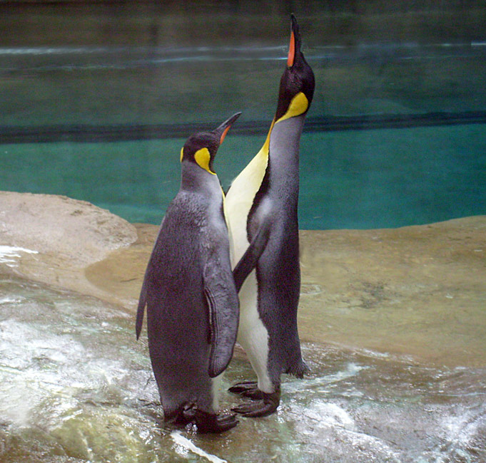 Neue Pinguin-Anlage im Wuppertaler Zoo am 23. März 2009