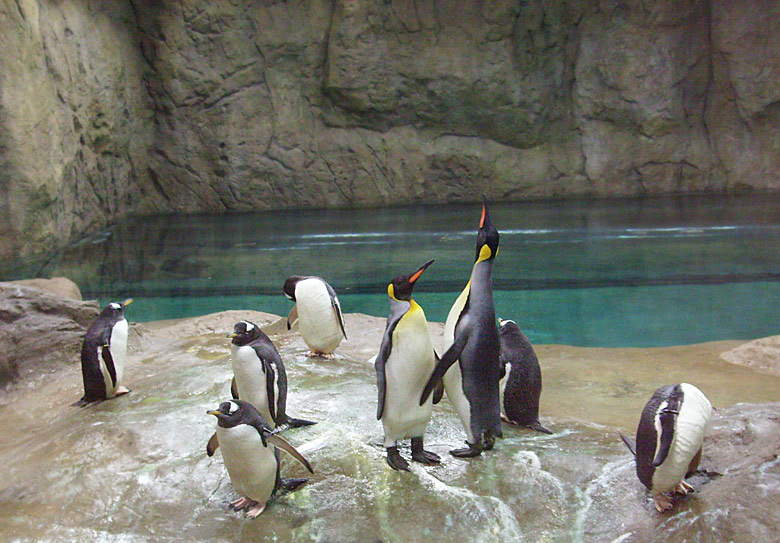 Neue Pinguin-Anlage im Zoologischen Garten Wuppertal am 23. März 2009