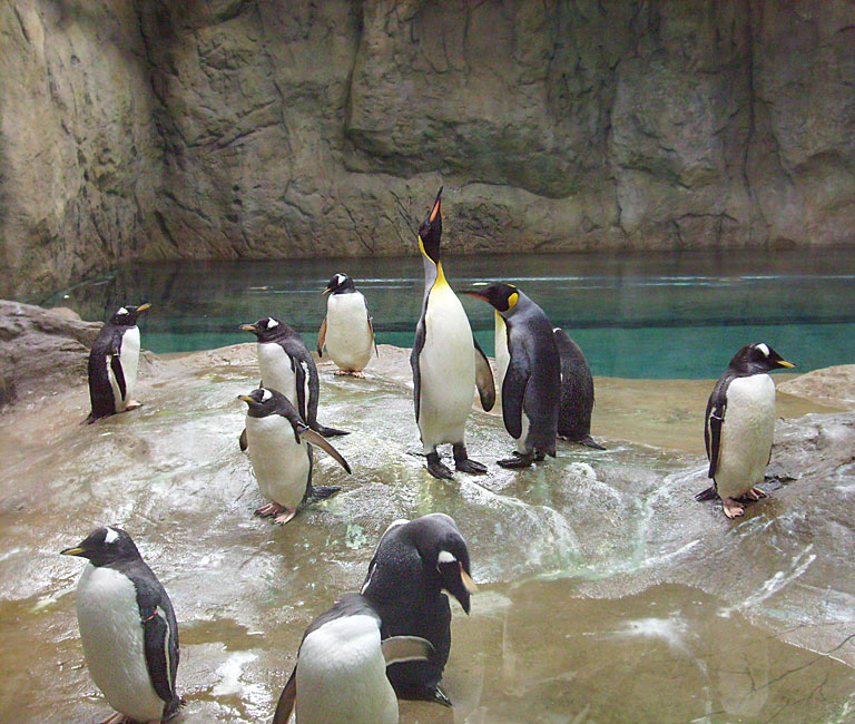 Neue Pinguin-Anlage im Wuppertaler Zoo am 23. März 2009