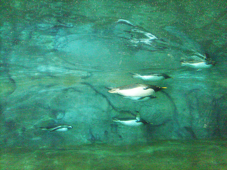 Neue Pinguin-Anlage im Zoo Wuppertal am 23. März 2009