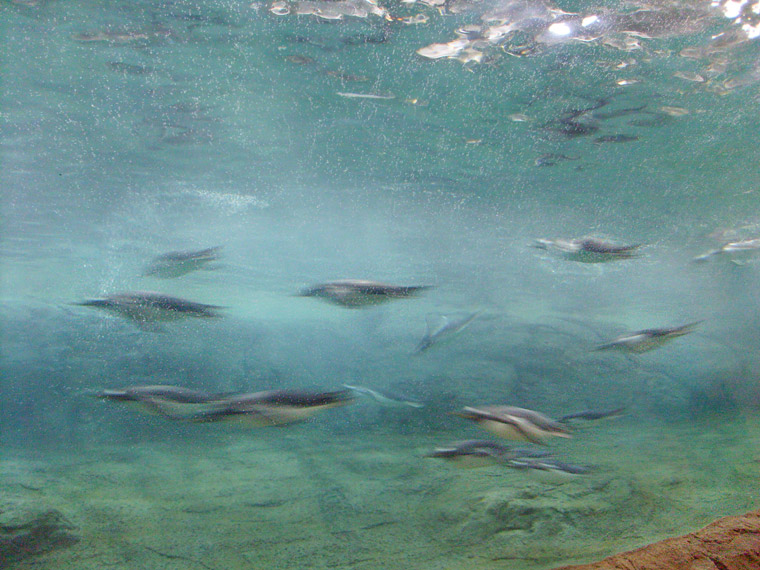 Neue Pinguin-Anlage im Wuppertaler Zoo am 23. März 2009