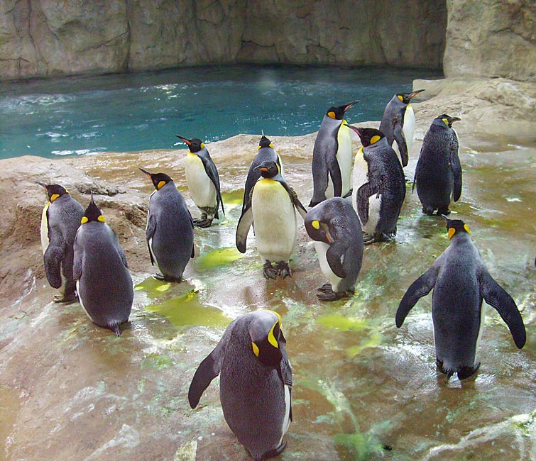 Neue Pinguin-Anlage im Zoo Wuppertal am 23. März 2009