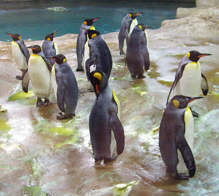 Neue Pinguin-Anlage im Zoologischen Garten Wuppertal am 23. März 2009