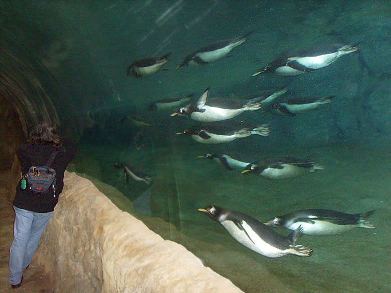 Eselspinguine unter Wasser im Wuppertaler Zoo am 23. März 2009 in der neuen Pinguin-Anlage