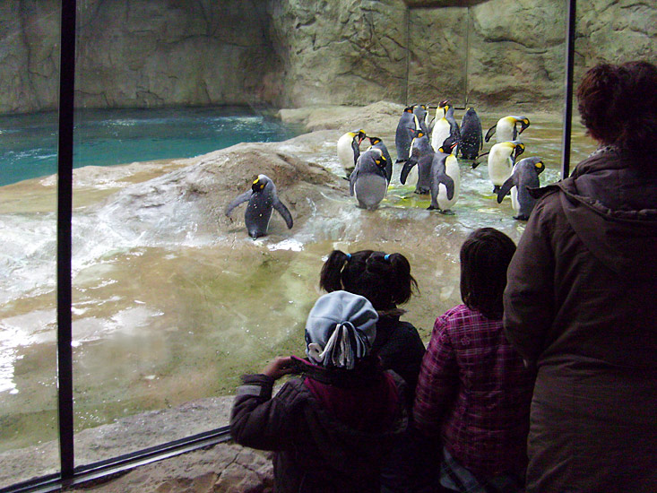 Neue Pinguin-Anlage im Zoo Wuppertal am 23. März 2009