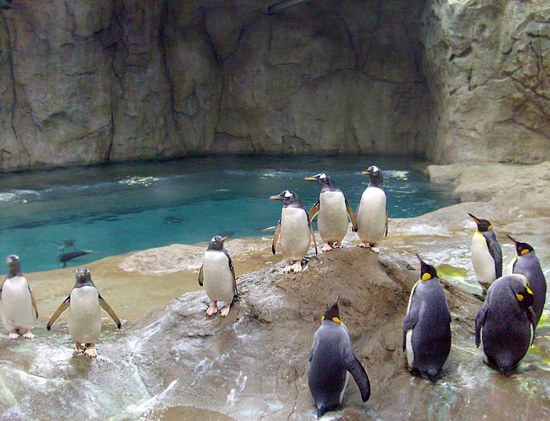 Eselspinguine und Königspinguine im Zoo Wuppertal am 23. März 2009 in der neuen Pinguin-Anlage