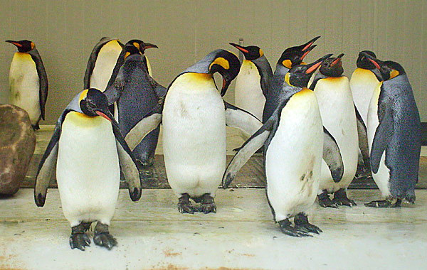 Königspinguine im Zoo Wuppertal im April 2008