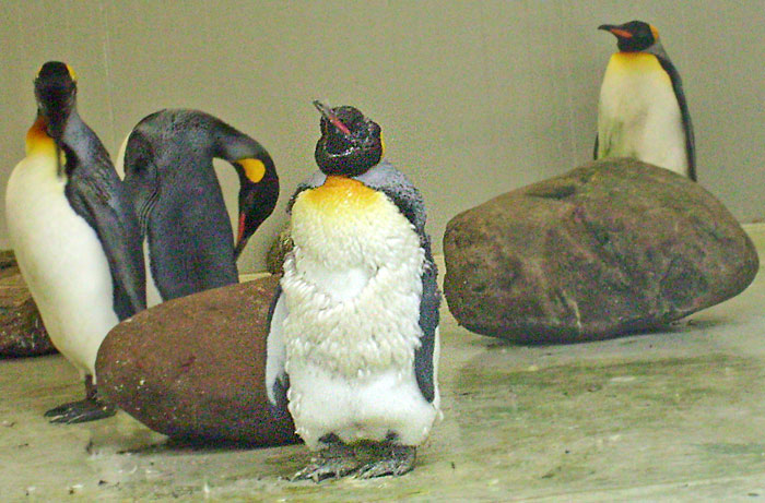 Königspinguin im Wuppertaler Zoo im April 2008