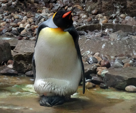 Brütender Königspinguin mit Ei am 30. August 2015 im Wuppertaler Zoo