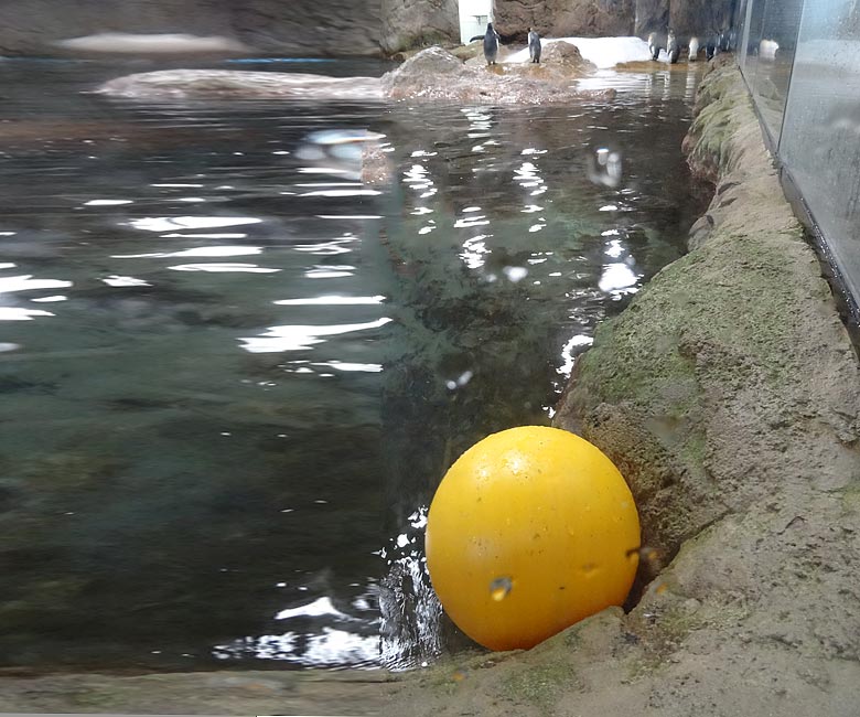 Gelber Ball in der Anlage der Königspinguine am 6. März 2016 im Zoologischen Garten der Stadt Wuppertal