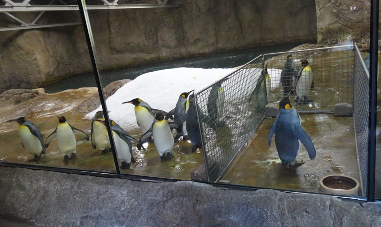 Separierter Königspinguin in der Königspinguinanlage am 15. April 2016 im Grünen Zoo Wuppertal